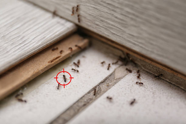 Best Ant Control Services  in Castle Point, MO