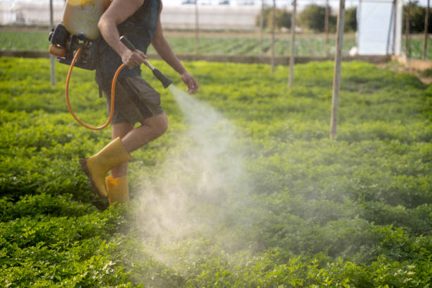 Best Wasp Removal Services  in Castle Point, MO