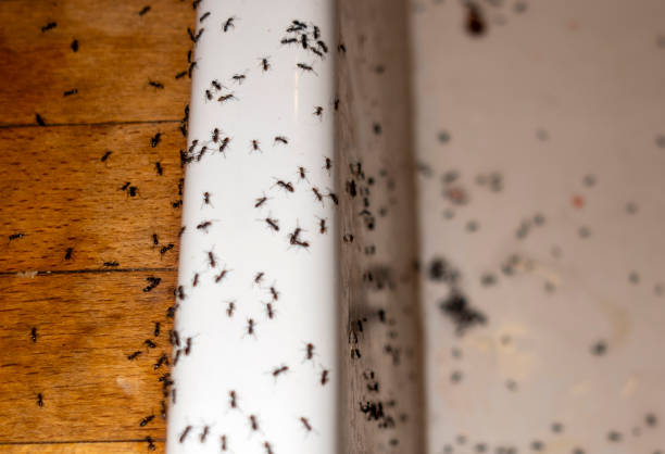 Best Mosquito Control Services  in Castle Point, MO