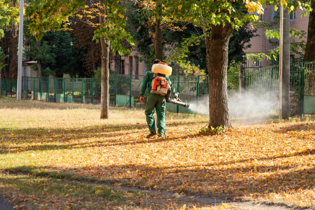 Best Spider Control Near Me  in Castle Point, MO